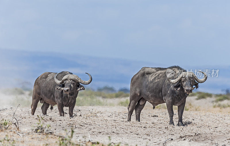 非洲水牛或开普水牛(Syncerus caffer)，是一种大型非洲牛。肯尼亚安博塞利国家公园。
